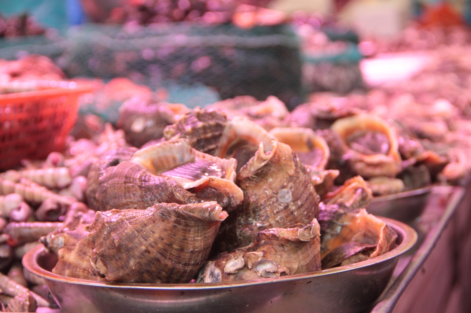 青岛海鲜扎堆上市,巴掌大的海螺每斤30元