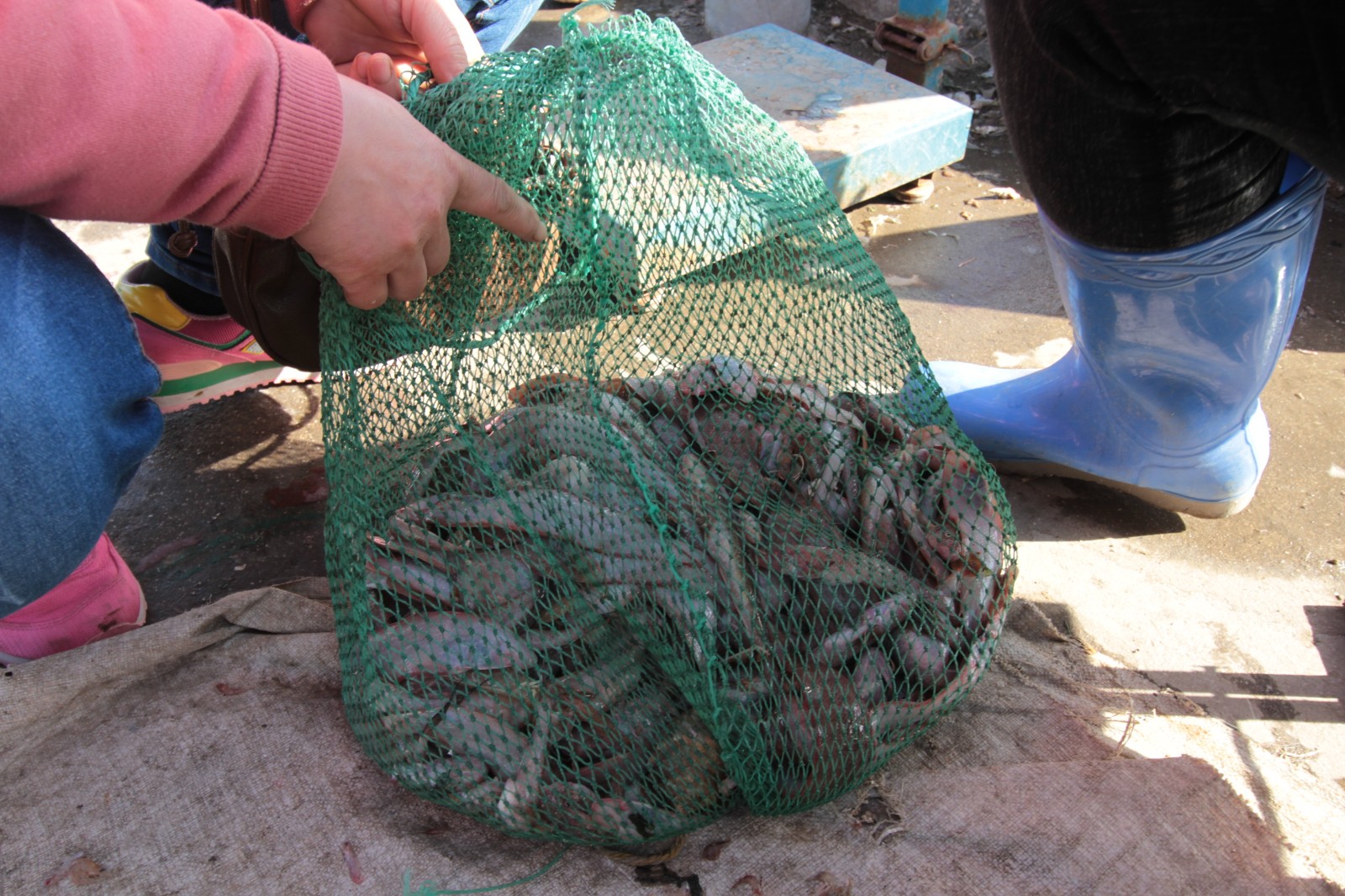 青岛近海将无鱼可捕?渔民出海一天仅捞20斤虾!