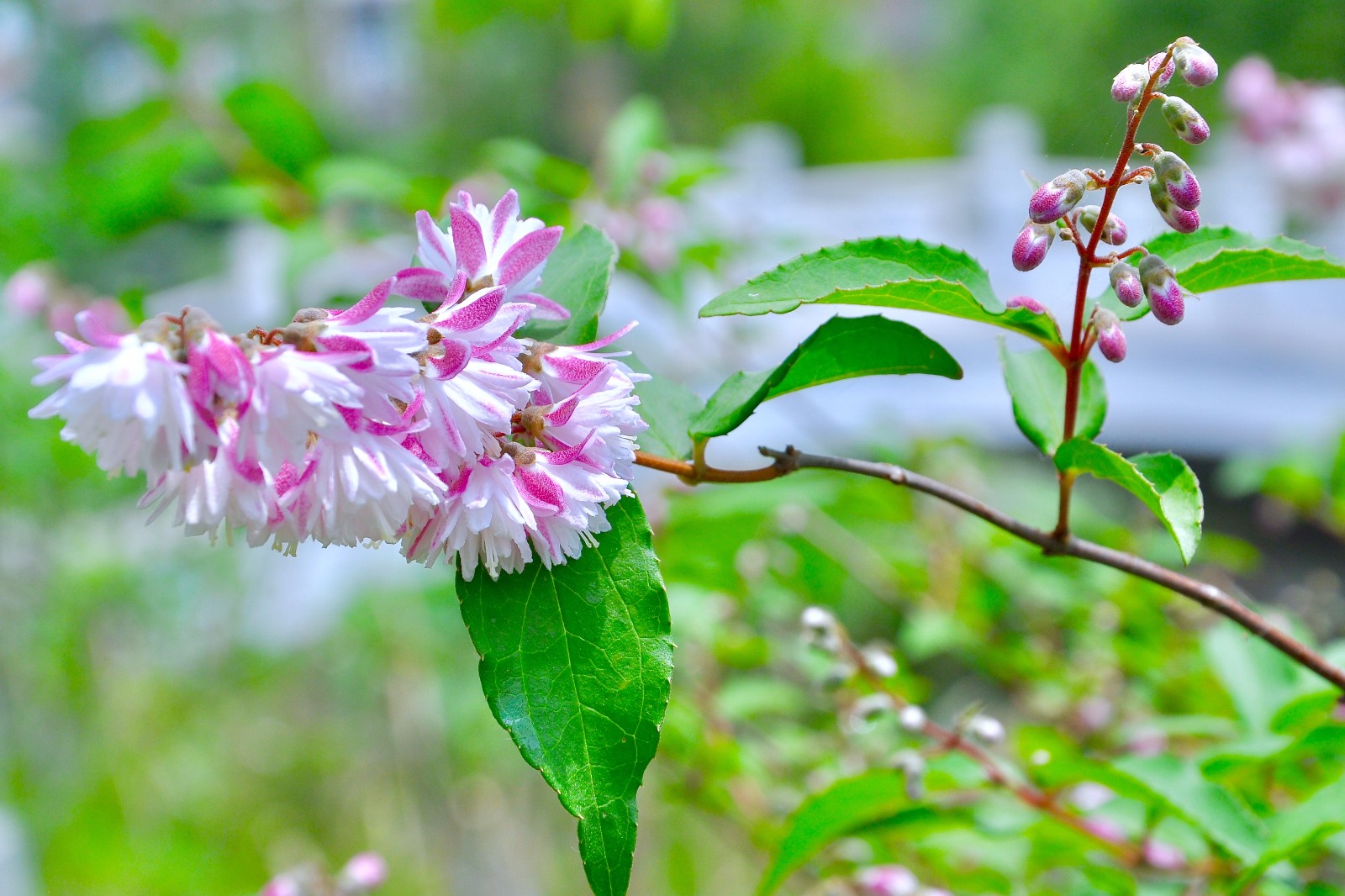 齿叶溲疏很小的花镜头果真是我们看这个世界的第三只眼