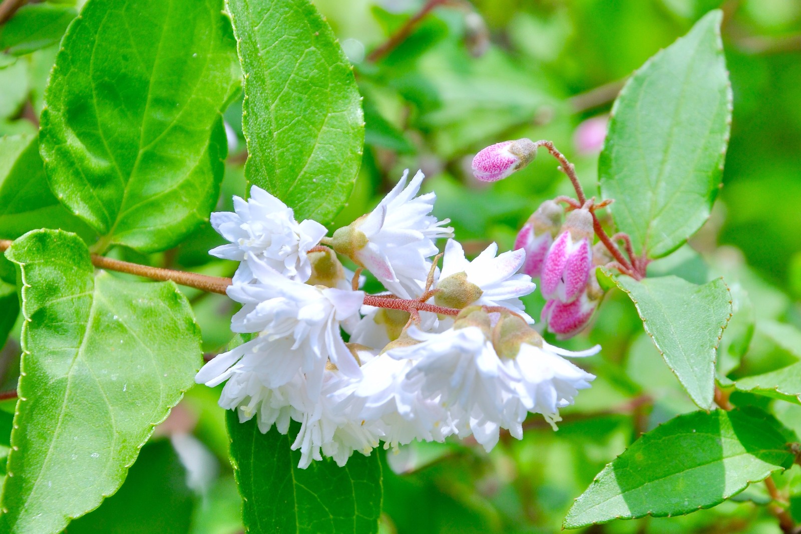 齿叶溲疏很小的花镜头果真是我们看这个世界的第三只眼