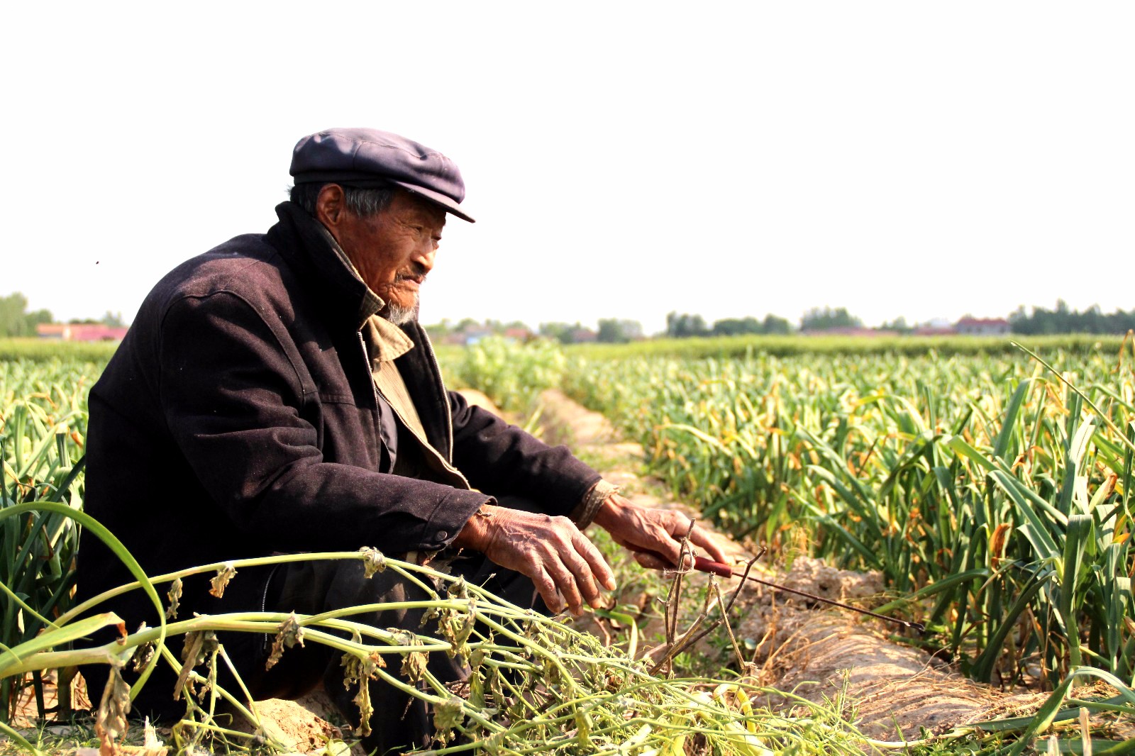 农村的8旬老人:下地帮儿子家干农活,称要干到干不动为止|老人|农活