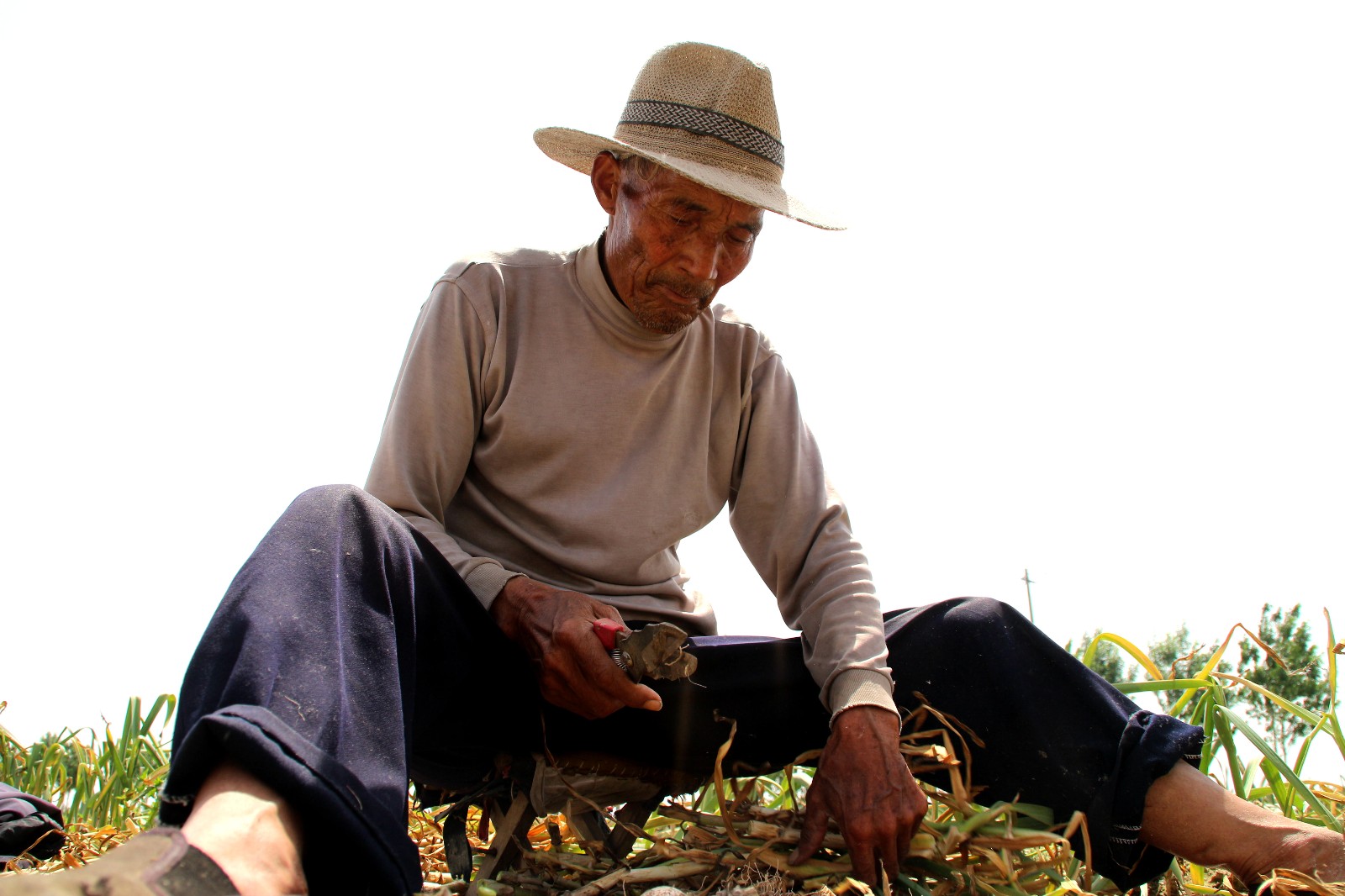 农村的8旬老人:下地帮儿子家干农活,称要干到干不动为止