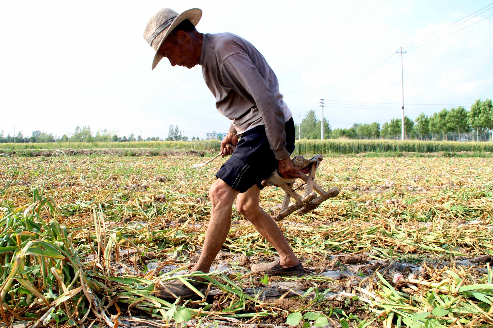 农村的8旬老人:下地帮儿子家干农活,称要干到干不动为止