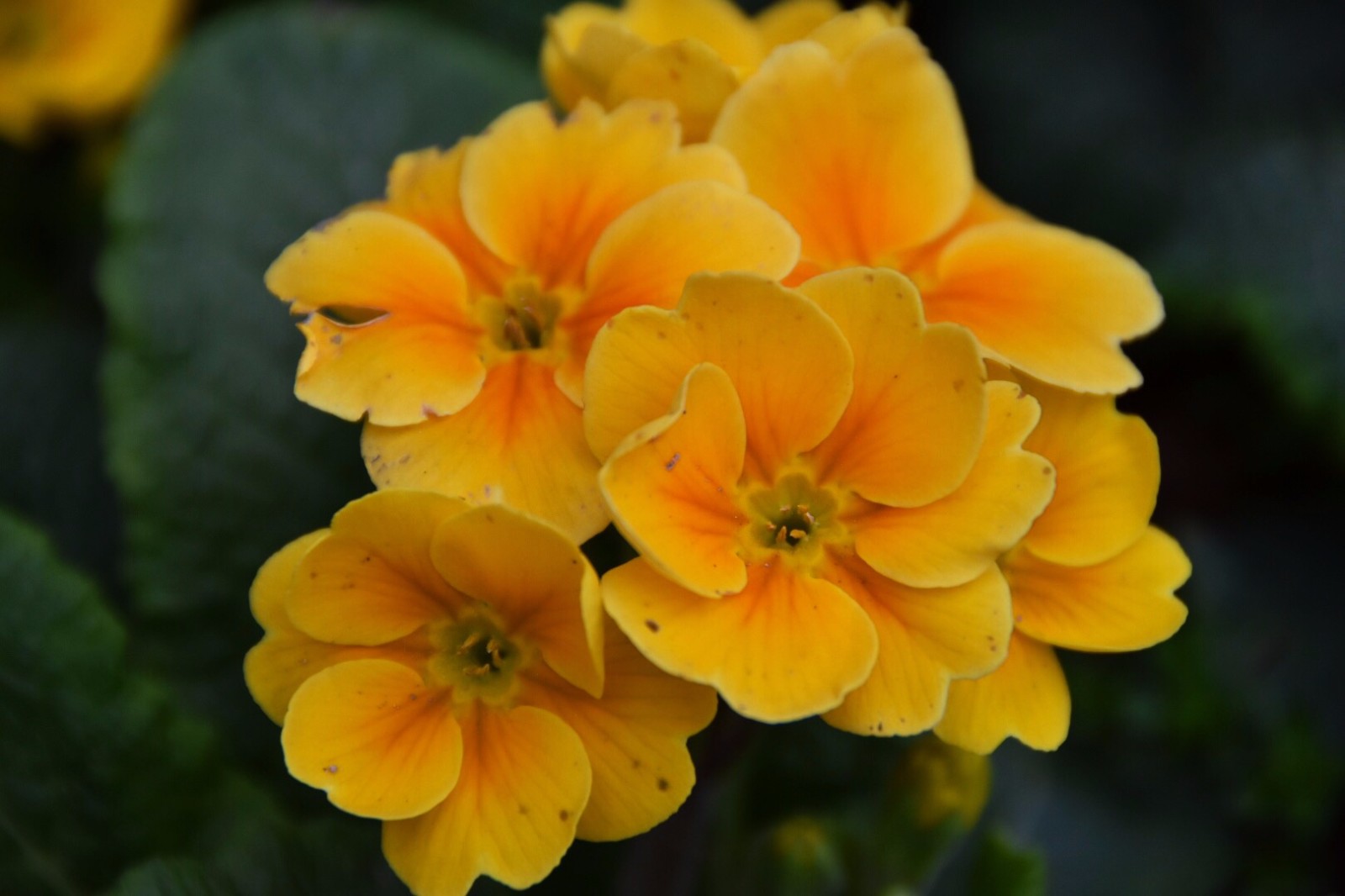 报春花始有报春三两朵春深犹自不曾知杨万里18图