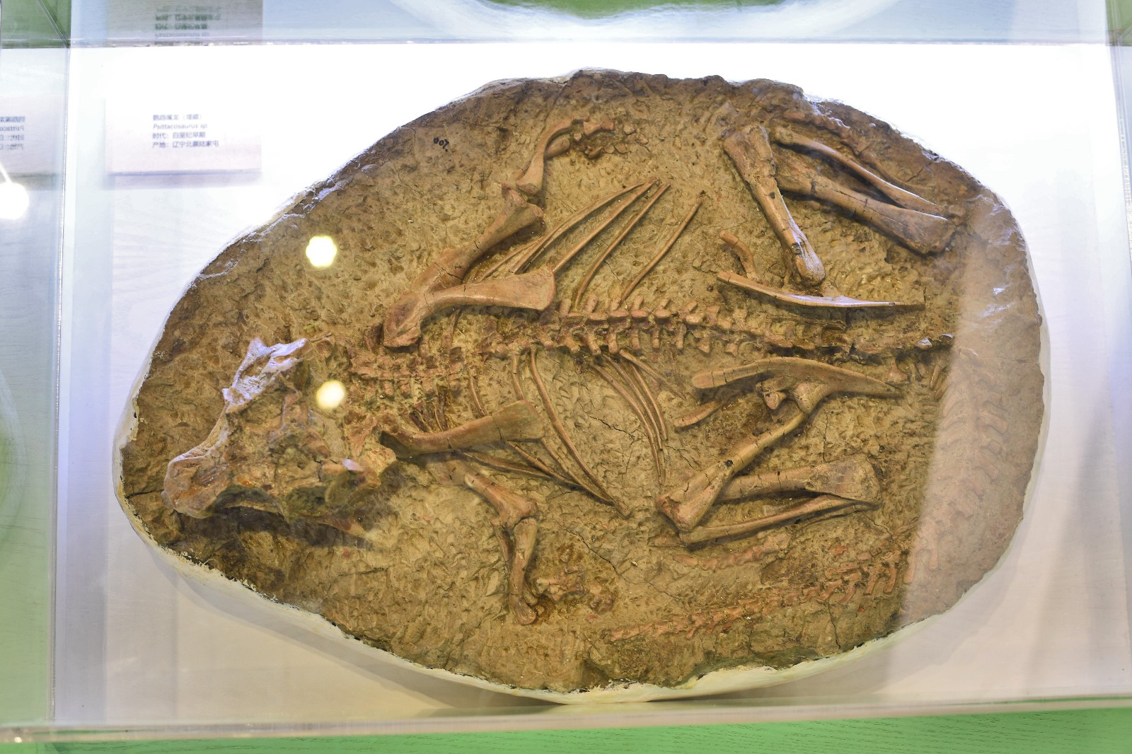 中国唯一恐龙木乃伊化石亮相广西南宁,距今已有1.2亿年