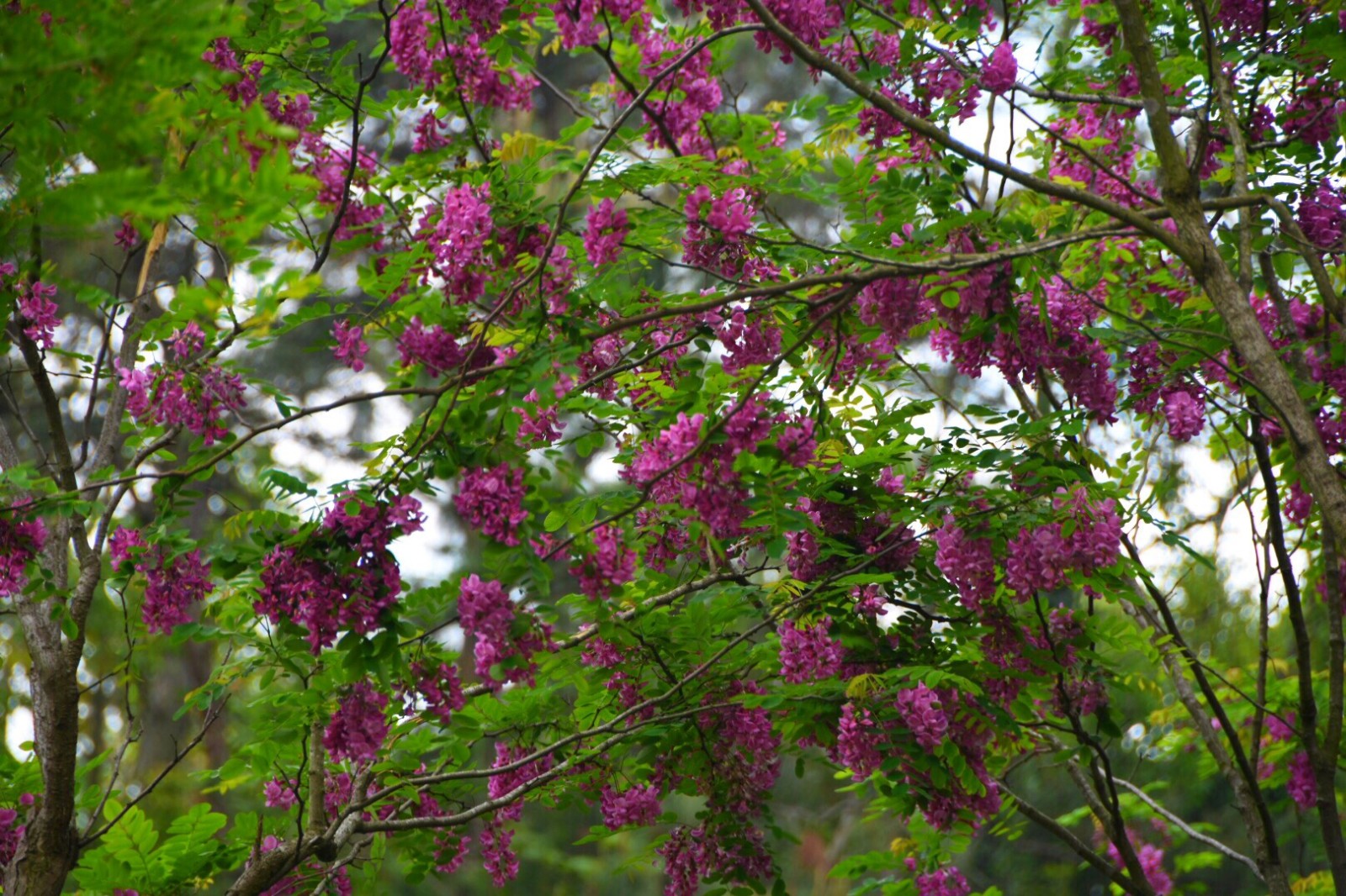 红花刺槐花期(红花刺槐多少钱一棵)