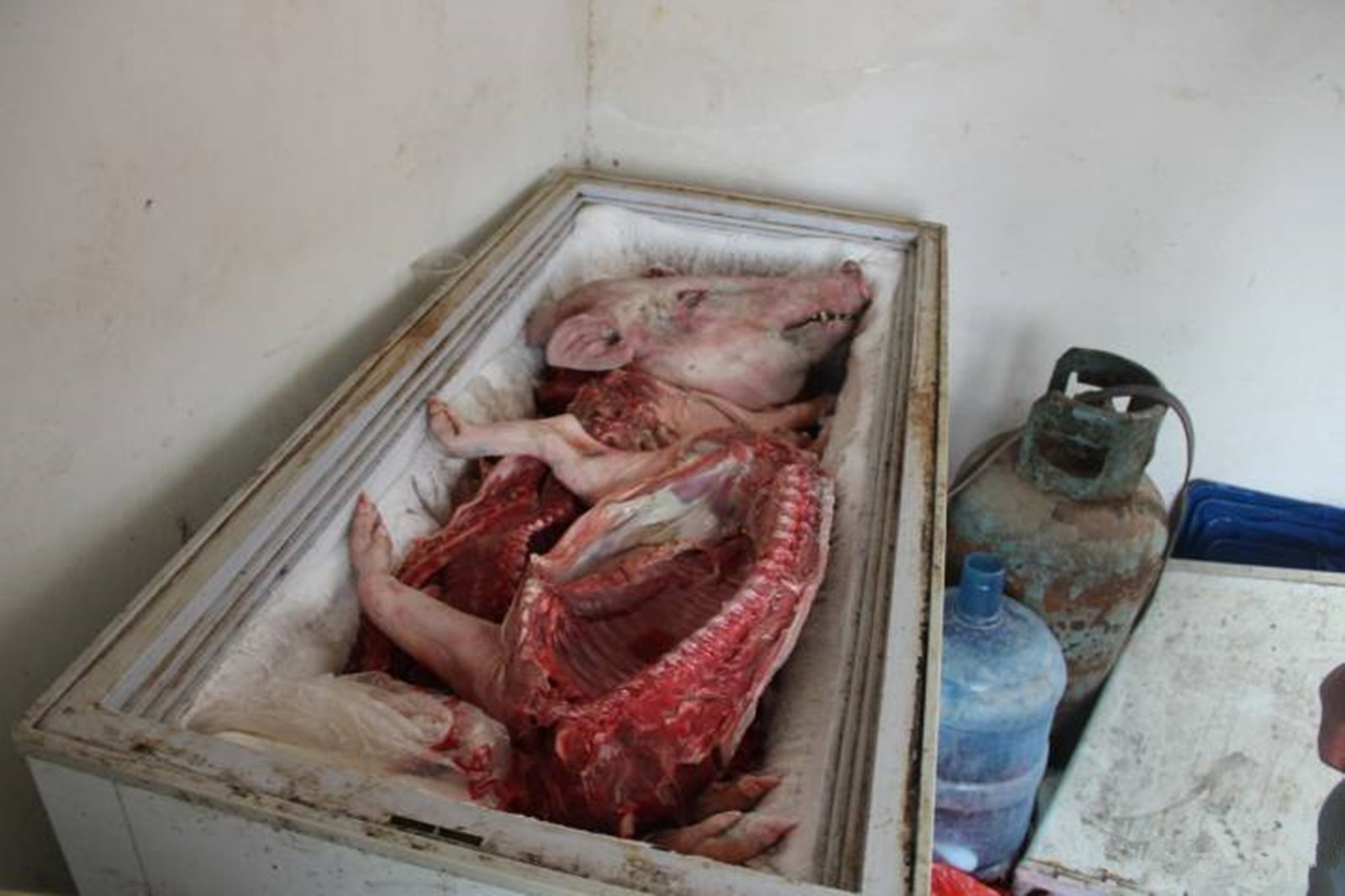 图为冰柜里存放的是已经被宰杀了的野猪肉.