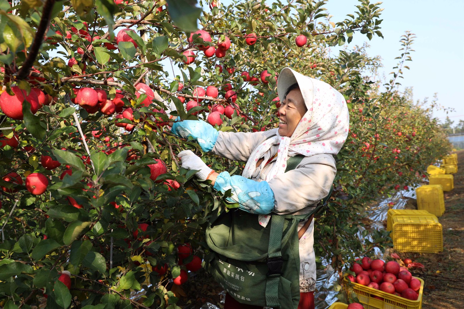 深秋初冬时节,在山东省荣成市田间地头,不少果农还在忙着采摘飘香的