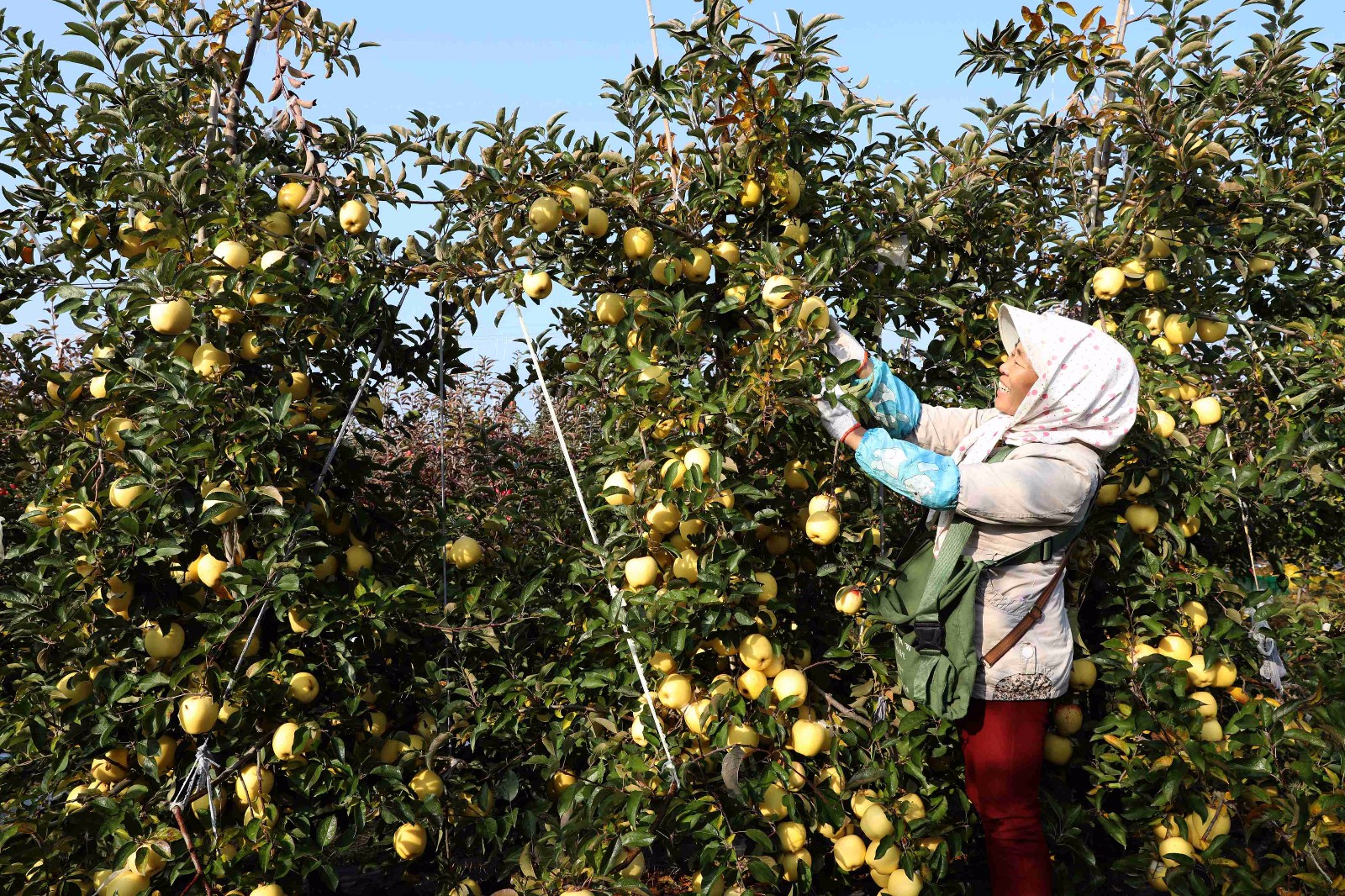 果农正在采摘苹果.果农正在查看苹果.