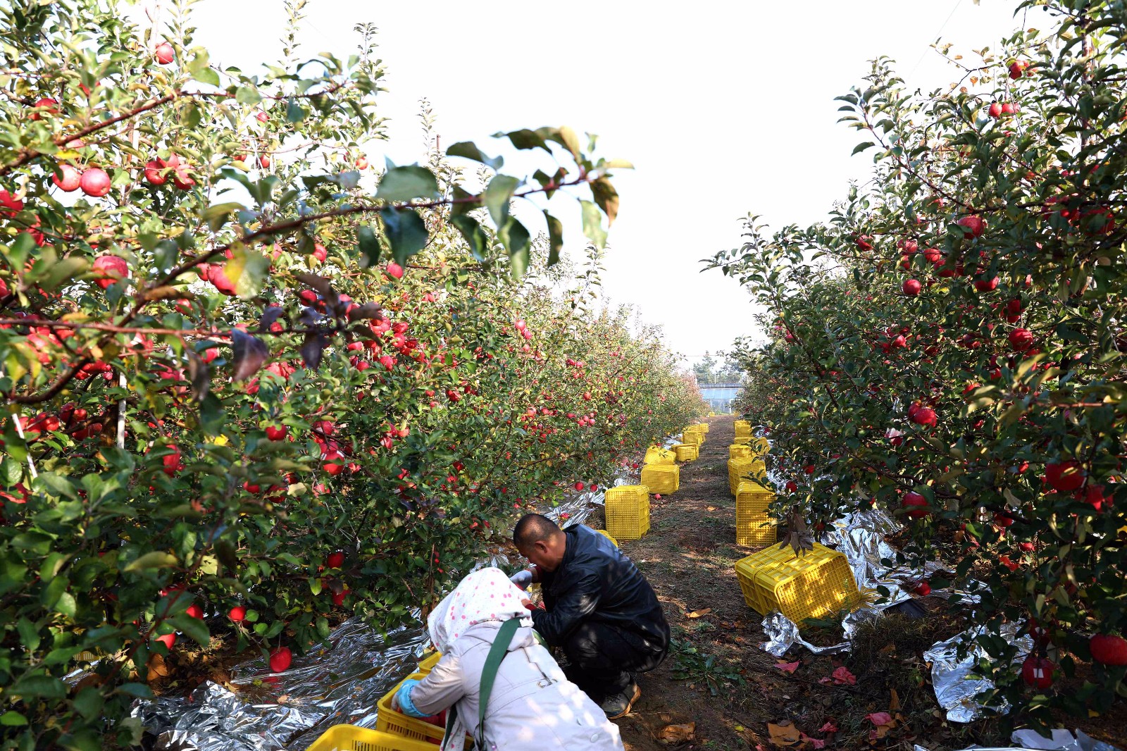 深秋果飘香 果农采撷丰收忙|苹果|果农|荣成市_新浪新闻