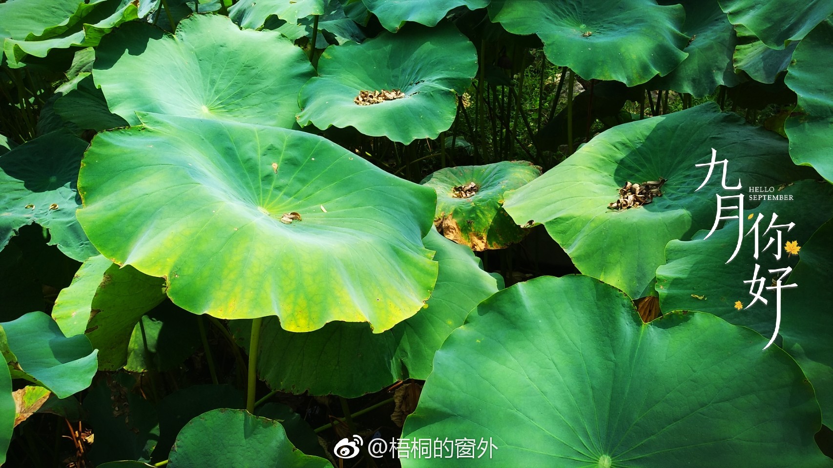 一张张荷叶,翠绿的,墨绿的,颜色不一.它们挨挨挤挤