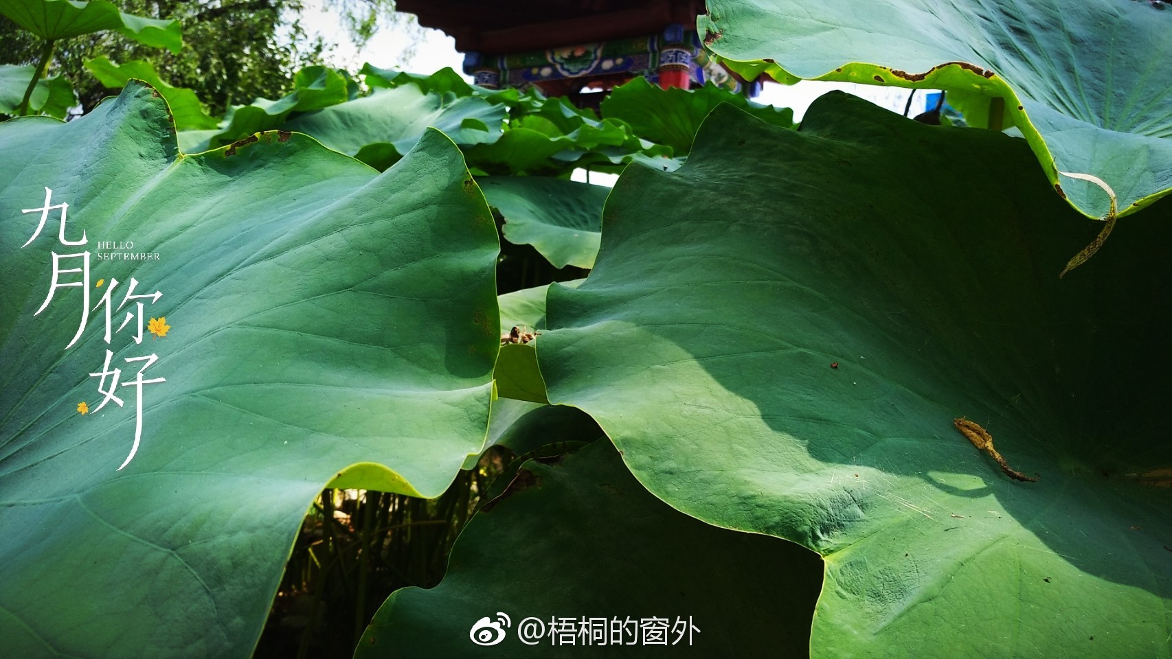 一张张荷叶,翠绿的、墨绿的,颜色不一。它们挨挨挤挤