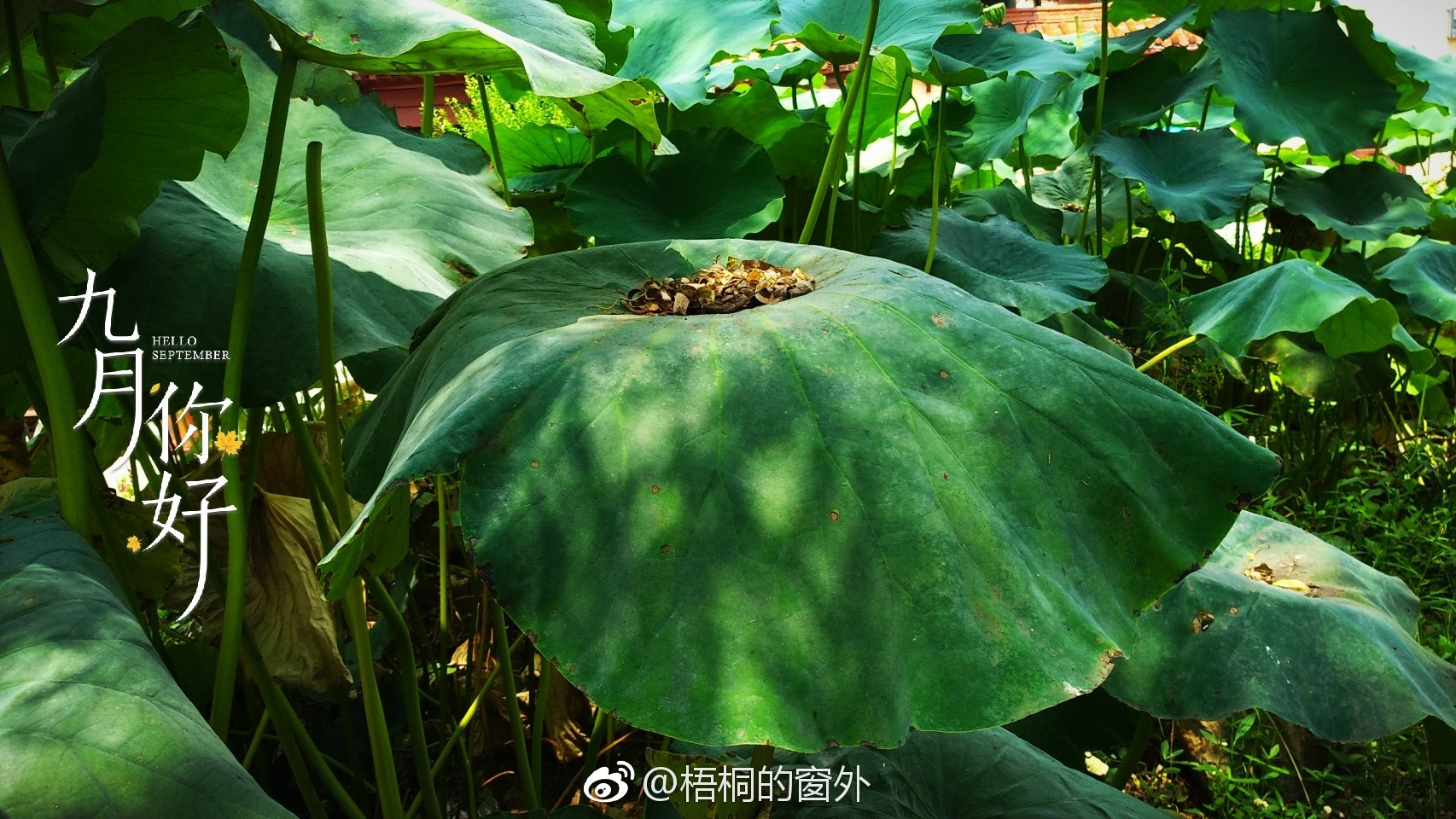 一张张荷叶,翠绿的、墨绿的,颜色不一。它们挨挨挤挤