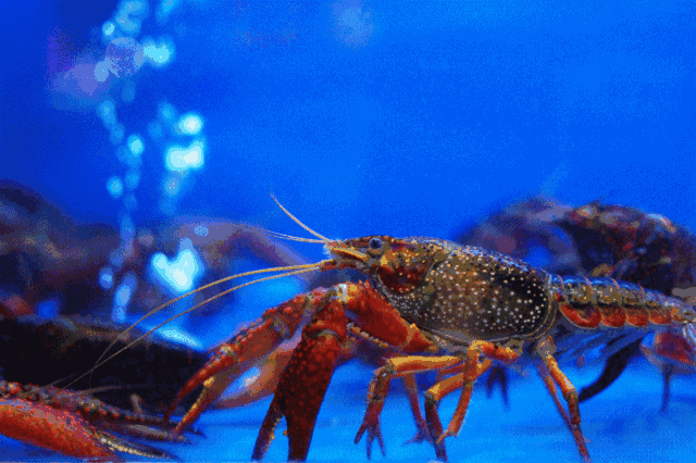 这里的爆膏小龙虾,瞬间激活沉睡的味蕾!