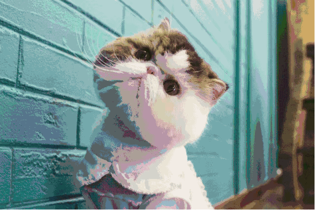 640_426gif 动态图 动图