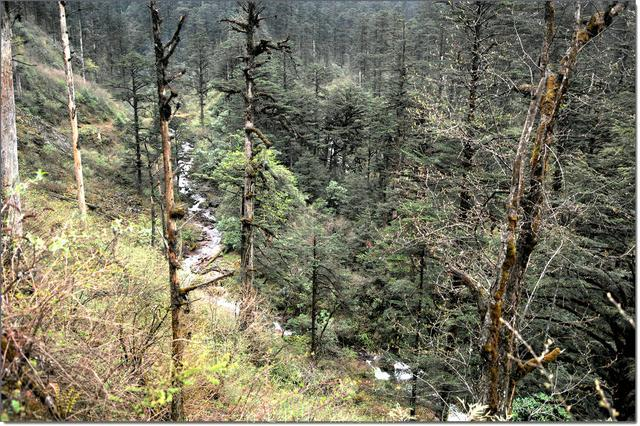 生命的禁区,人畜离奇死亡,彝人禁地,黑竹沟真是中国百慕大?