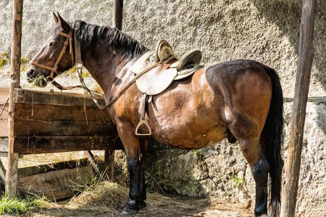 农村老人经常念叨"千里不贩马,百里不贩葱",说的是什么道理?