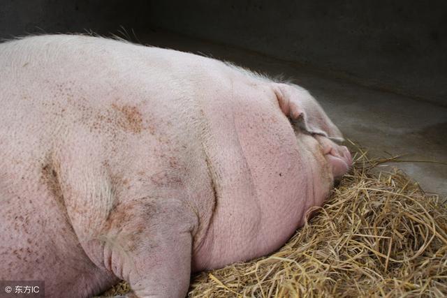 传奇"猪王"9年重2000斤,佛门法号"珠王",画家出5万都不卖