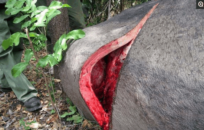 非洲人残忍的将河马活活剥皮将动物带回家去食用