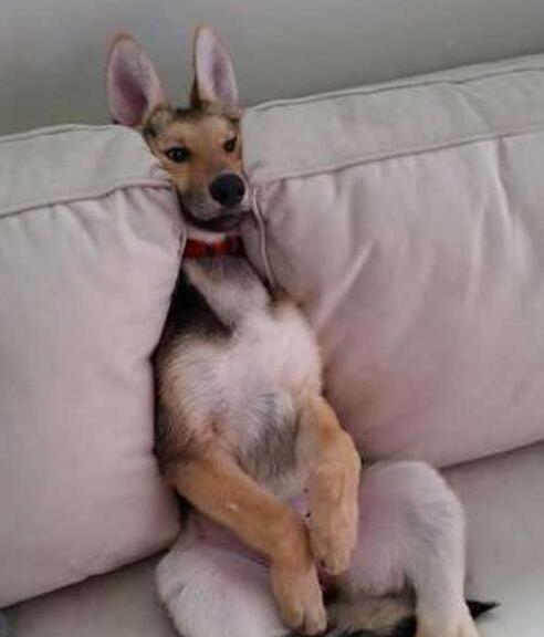 搞笑图:要是我有这样宠物,做梦都会笑醒,还能在逗一点吗?