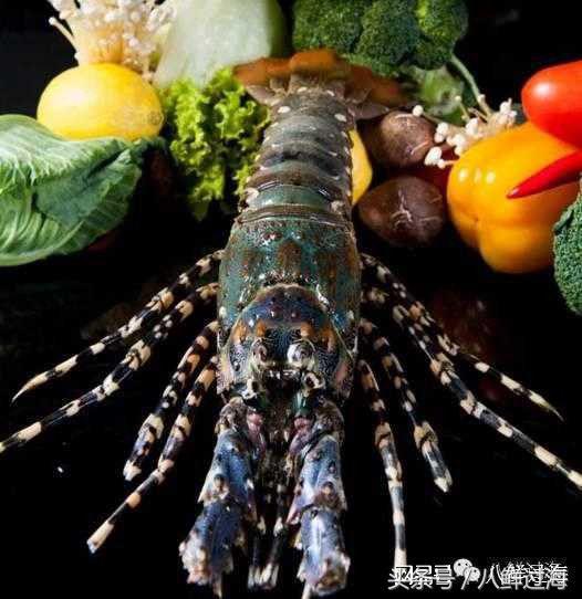 世界上最贵的大龙虾竟是国产货吃一口相当于吃一套房