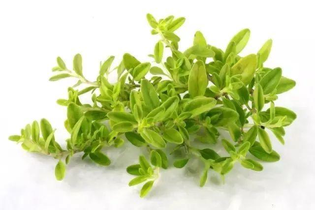 1,百里香是一种香草,它的香味能起到驱虫的效果,大量的百香草晒干之后
