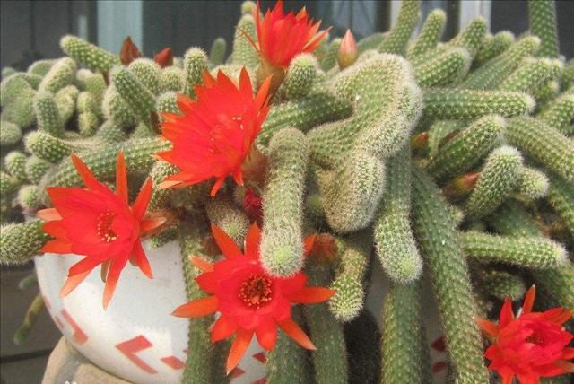 仙人指如何养殖为什么我的仙人指不开花注意这几项就好了