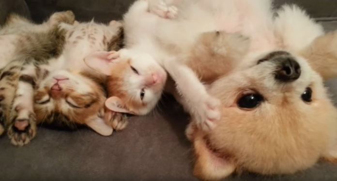 博美躺在3只小奶猫身边睡觉,四脚朝天睡姿神同步!