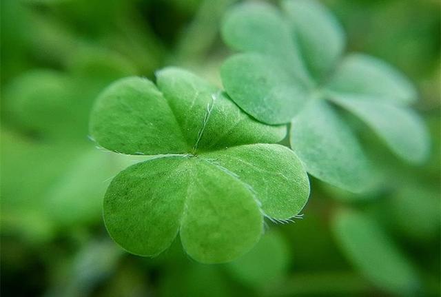 四叶草的含义是什么(四叶草的含义是什么意思) - 123植物网