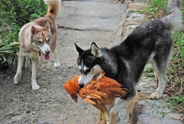 哈士奇,这个,这个真是嘴馋啊,相信农村家里好多狗都是拴着养的,偷鸡的