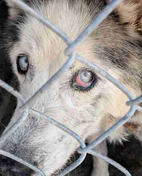 路边碰见落魄漂泊狗,一看种类不简单,网友:家拆没了只能漂泊