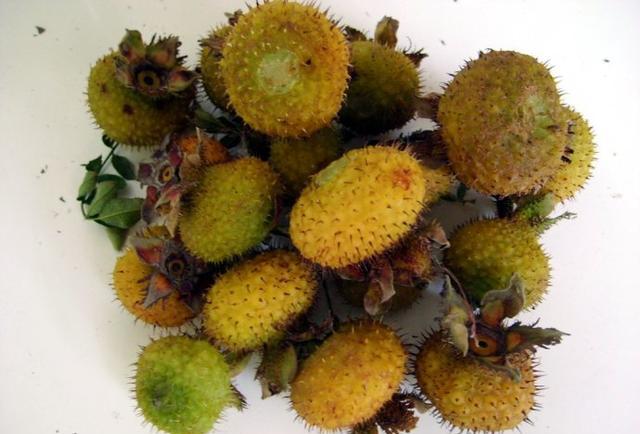 别名】山莓,覆盆子,三月泡,四月泡,梦子,山抛子,刺葫芦,吊杆泡,薅秧泡