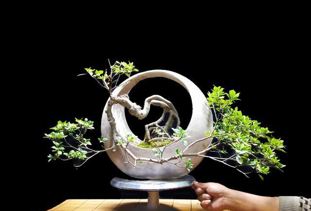 清雅高洁著称的栀子花做盆景原来这么美