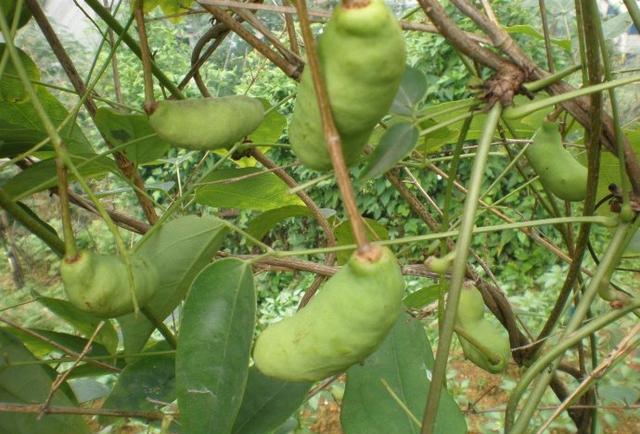 在玉林,这是80后才懂的野果,有多少人还记得这些小时候的味道