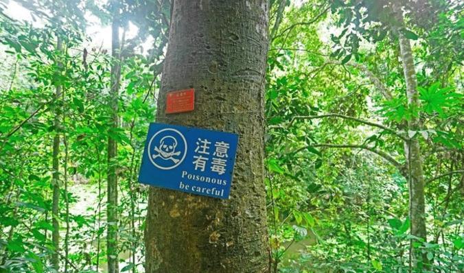我国热带雨林的毒木之王被称见血封喉唯一解药已难寻