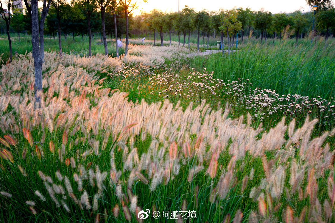 观赏草花境2|草花_新浪新闻