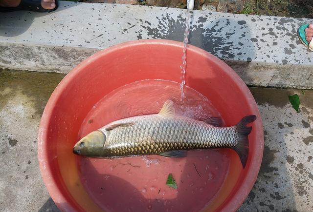 美食特搜:信宜农家凼仔鱼