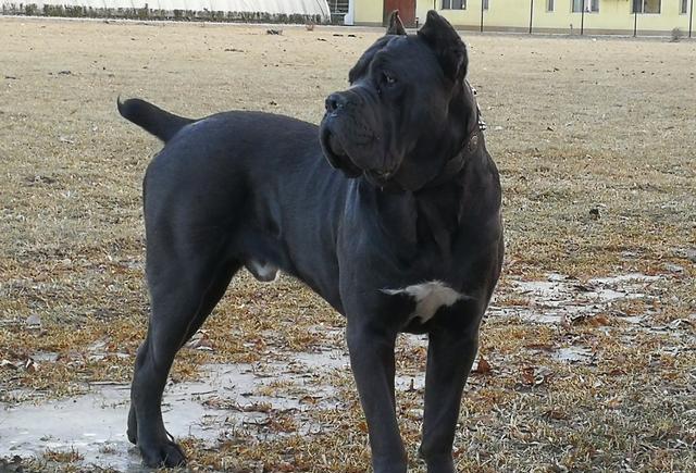 意大利卡斯罗护卫犬捍卫主人尊严的精神是自古血液的传承