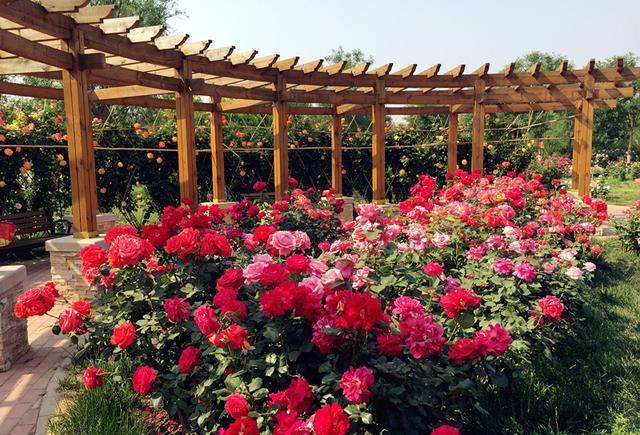 一朵小花托起一座特色小镇: 京郊大兴"月季博物馆"一日游