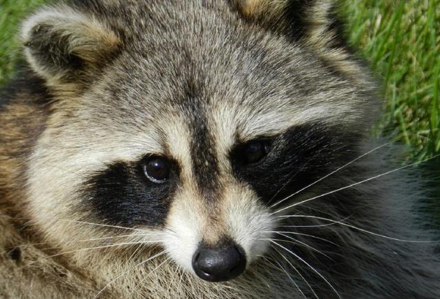浣熊最大的特征是眼睛周围的黑色区域