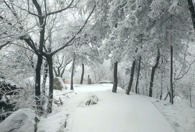 一场大雪,木札岭飞雪漫卷,玉树银装