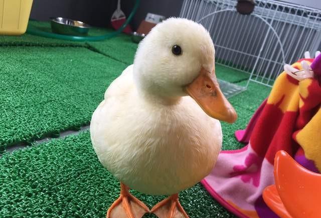 网友勤晒家中鸭鸭萌照,粉丝表示以后都吃不下肉了