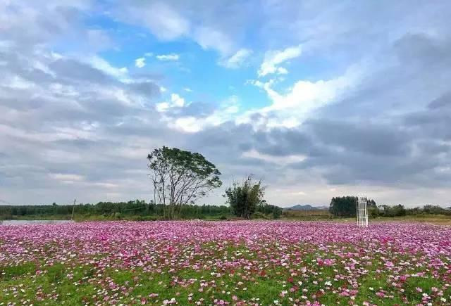 重磅惠州市紫溪半岛新春免费入园