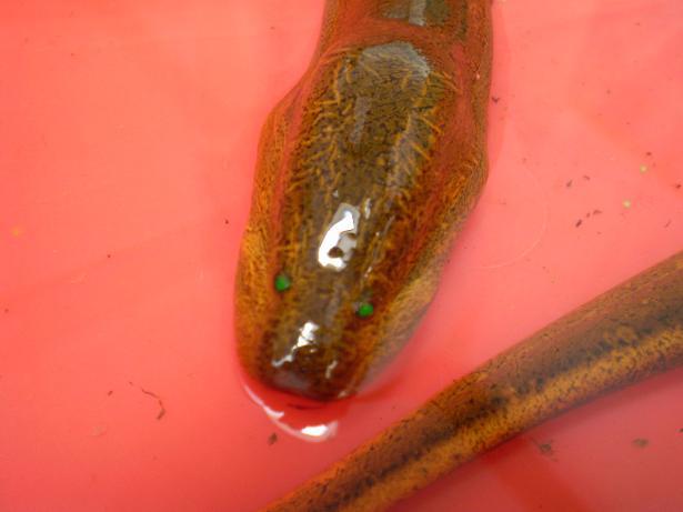 清井底淤泥抓出条双眼发绿的老黄鳝熬汤爷爷说吃肉的人都要死