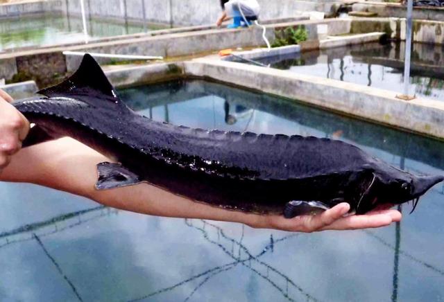 野生动物|中华鲟|鲟鱼_新浪新闻