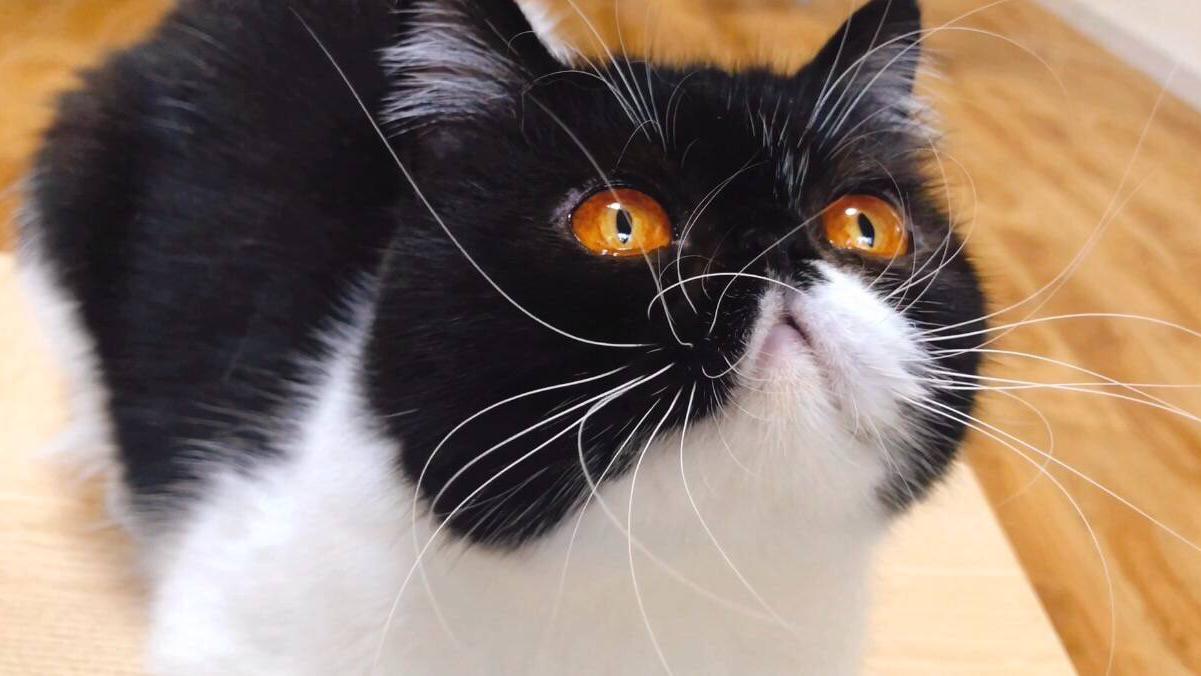 妈耶,这只猫咪的胡子会开屏!