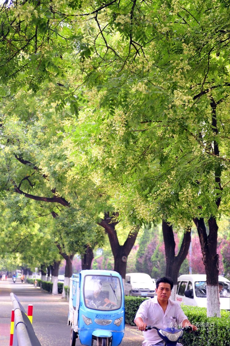 落英缤纷,济南舜耕路槐花一路芳香四溢