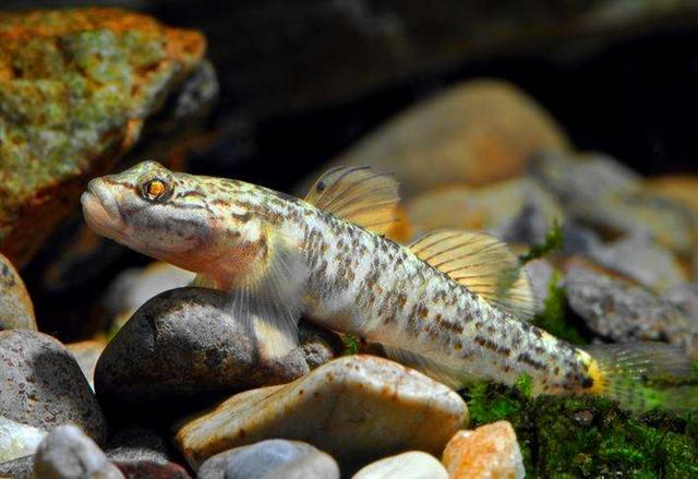 赣州这种鱼,外形酷似绣花针,身长不足2cm,寿命却可达上千年