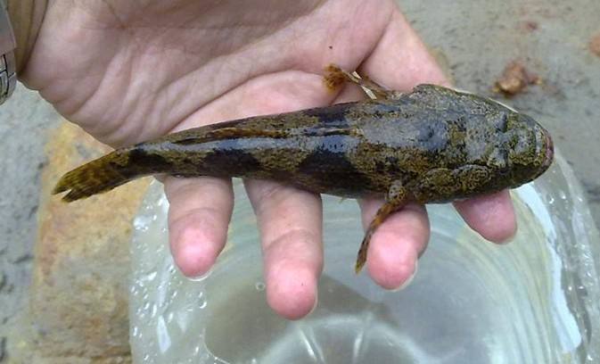 这种鱼有个特别霸气的名字,以前见到也不捡,现在百元一斤|鳢|沙塘|鱼