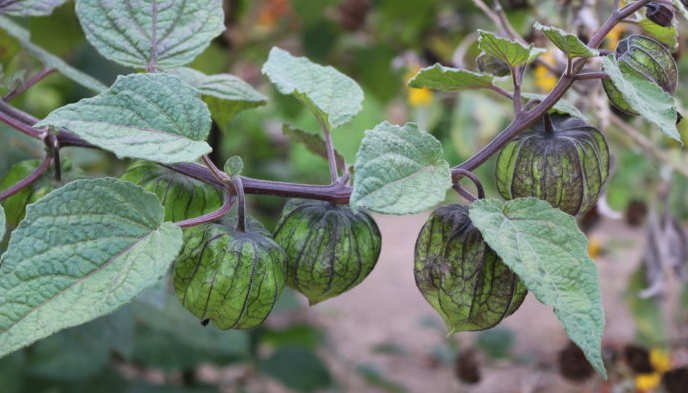 菇娘果,又叫戈力,洋菇娘,毛酸浆,金姑娘,属一年生茄科植物.